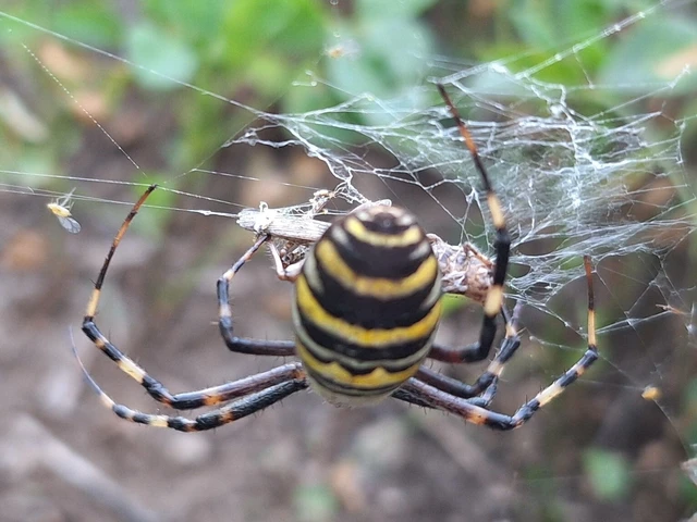 Araneae - Pókok