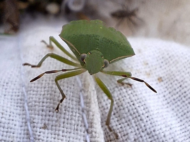 Nezara viridula - zöld vándorpoloska Nezara viridula - zöld vándorpoloska