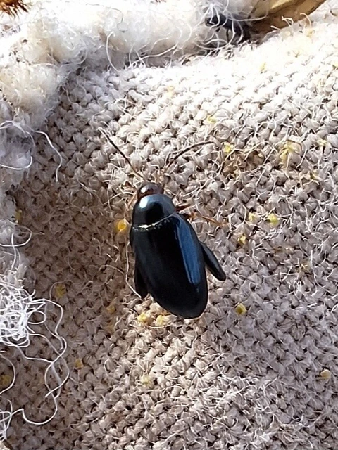 Psylliodes chrysocephala - repce-földibolha
