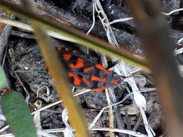 Spilostethus saxatilis - virágbodobács