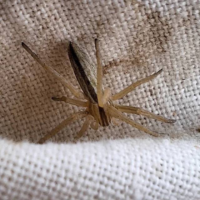 Araneae - Pókok