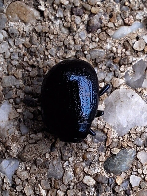 Chrysolina haemoptera - mezei levélbogár