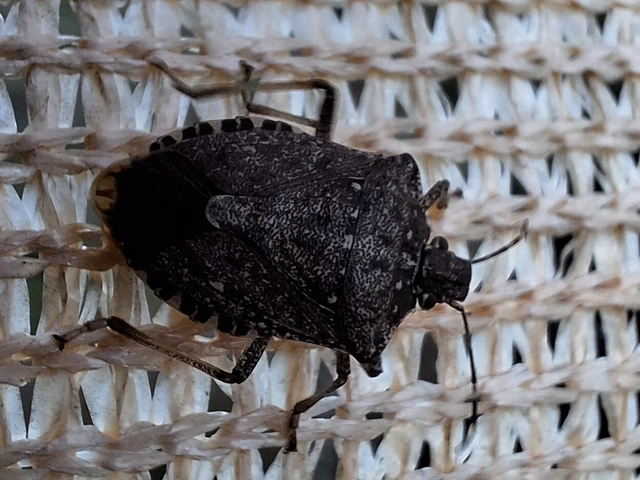 Halyomorpha halys - ázsiai márványospoloska Halyomorpha halys - ázsiai márványospoloska