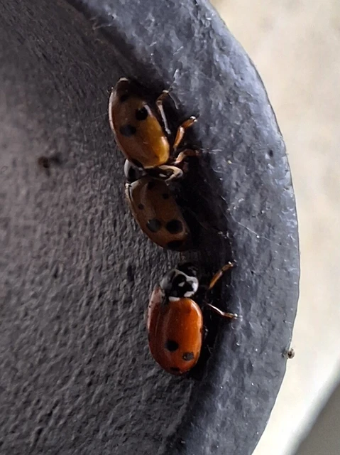 Hippodamia variegata - tizenhárompettyes katica
