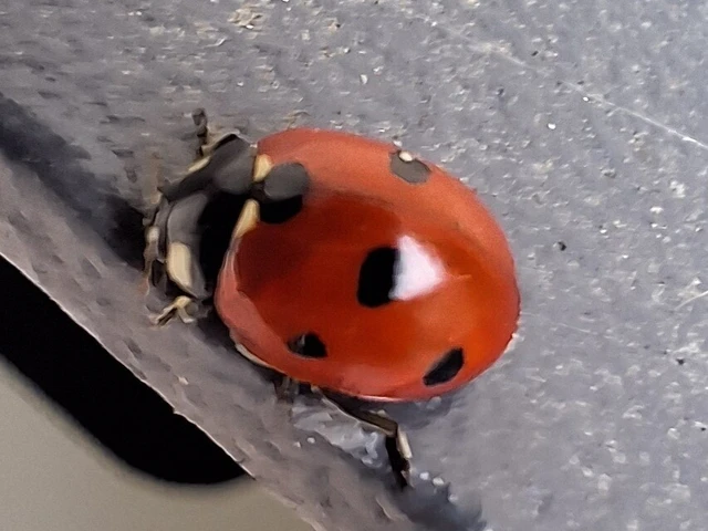 Coccinella septempunctata - hétpettyes katica