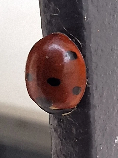 Coccinella septempunctata - hétpettyes katica
