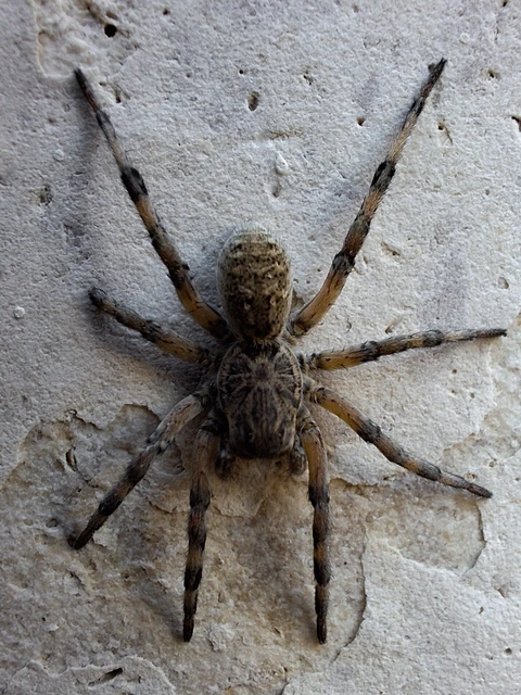 Araneae - Pókok