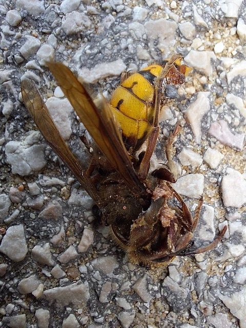 Vespa crabro - lódarázs