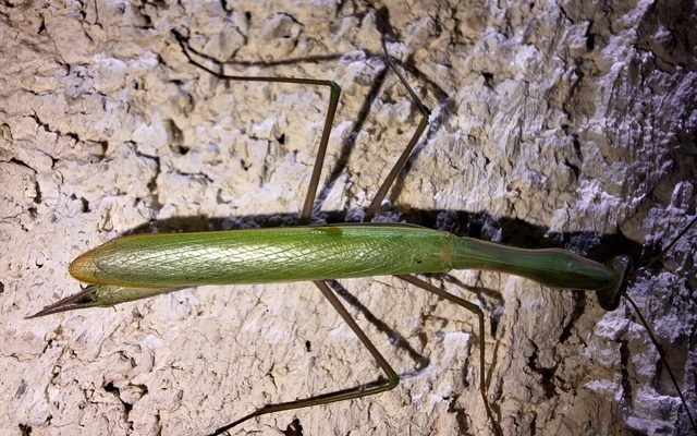 Mantodea - Fogólábúak