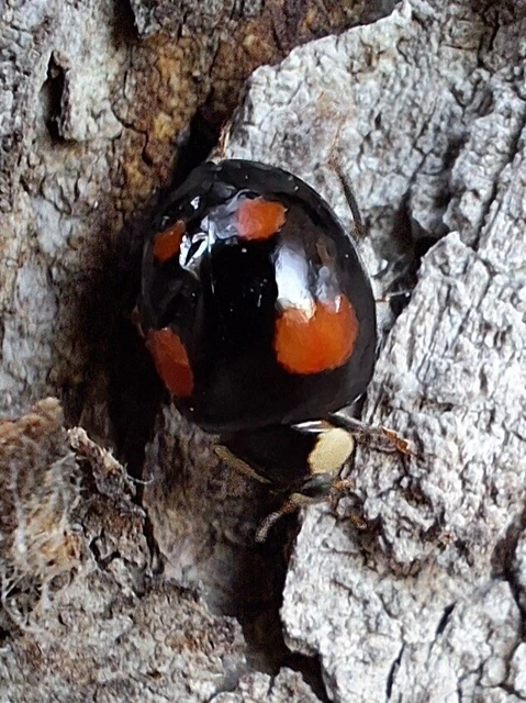 Harmonia axyridis - harlekinkatica