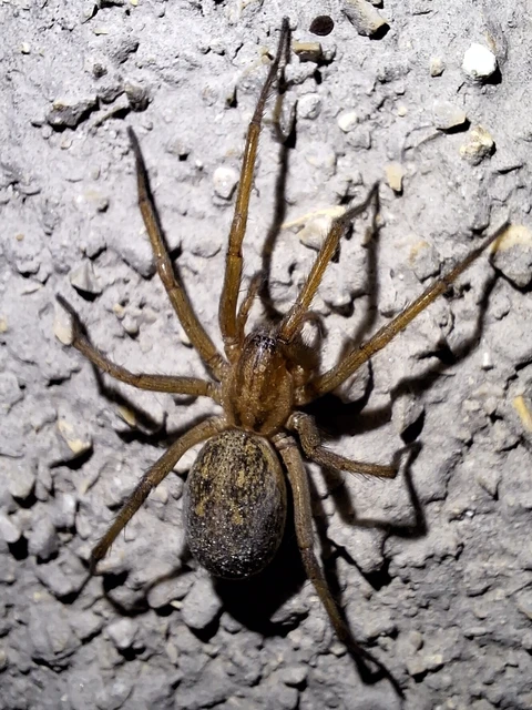 Araneae - Pókok