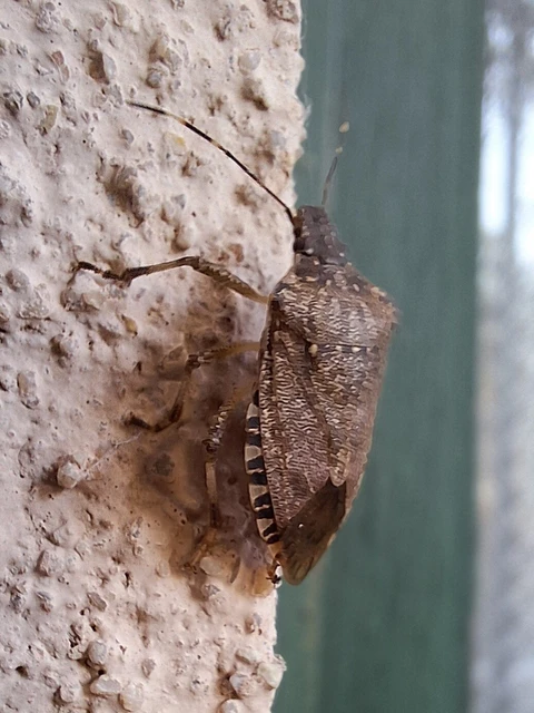 Halyomorpha halys - ázsiai márványospoloska Halyomorpha halys - ázsiai márványospoloska
