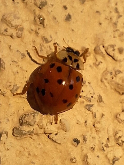 Harmonia axyridis - harlekinkatica