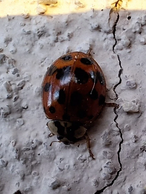 Harmonia axyridis - harlekinkatica
