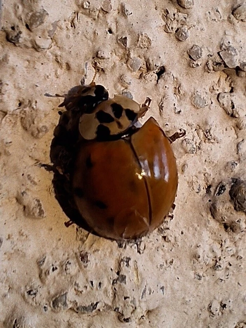 Harmonia axyridis - harlekinkatica