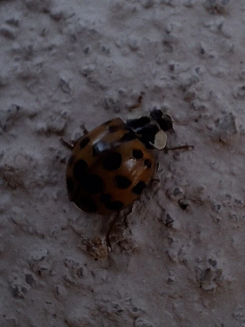 Harmonia axyridis - harlekinkatica