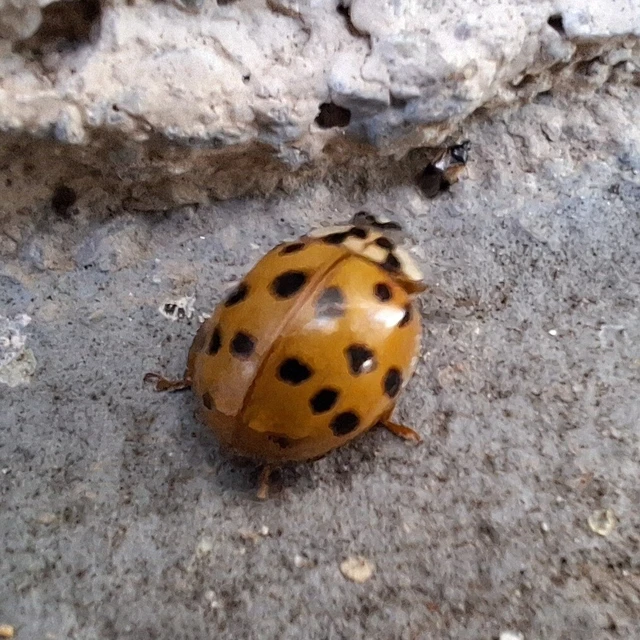 Harmonia axyridis - harlekinkatica