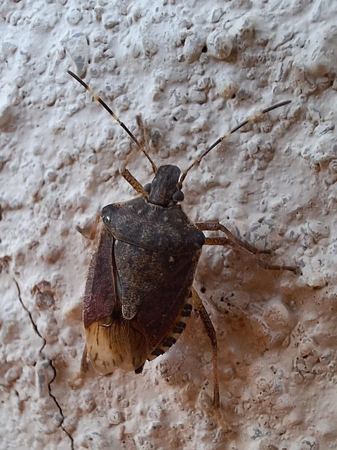Halyomorpha halys - ázsiai márványospoloska Halyomorpha halys - ázsiai márványospoloska