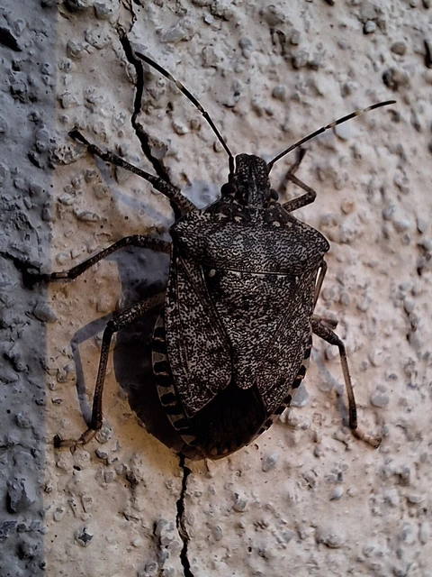 Halyomorpha halys - ázsiai márványospoloska Halyomorpha halys - ázsiai márványospoloska