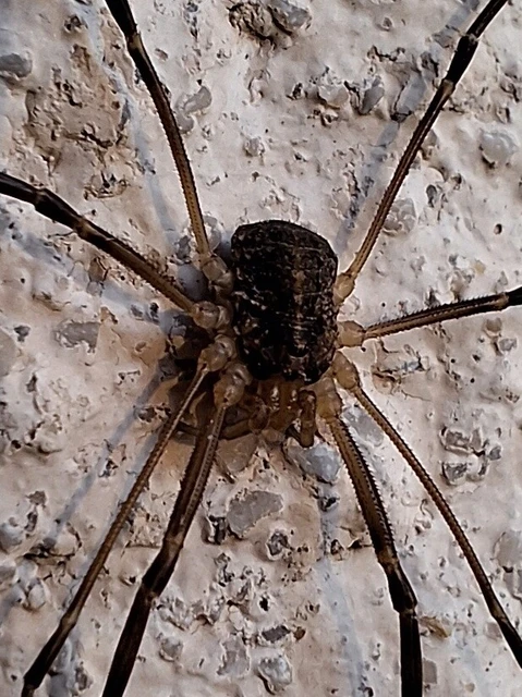 Opiliones - Kaszáspókok
