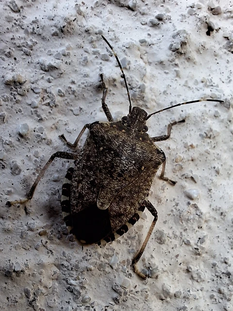 Halyomorpha halys - ázsiai márványospoloska Halyomorpha halys - ázsiai márványospoloska