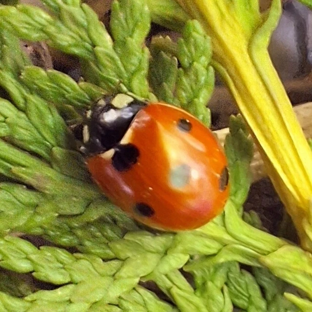 Coccinella septempunctata - hétpettyes katica