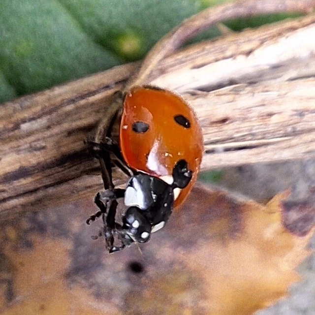 Coccinella septempunctata - hétpettyes katica