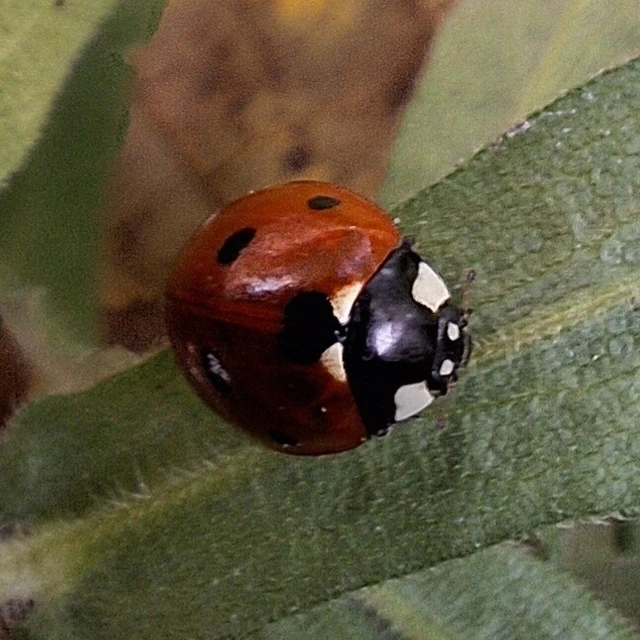 Coccinella septempunctata - hétpettyes katica