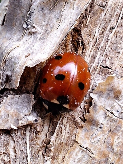 Coccinella septempunctata - hétpettyes katica