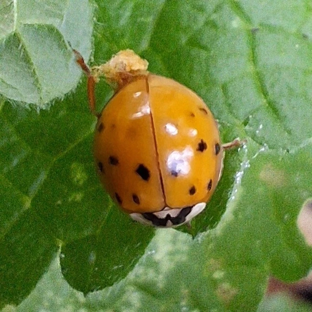 Harmonia axyridis - harlekinkatica