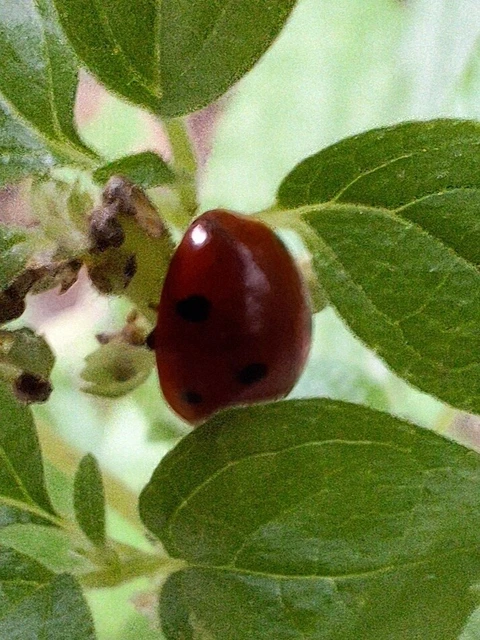 Coccinella septempunctata - hétpettyes katica