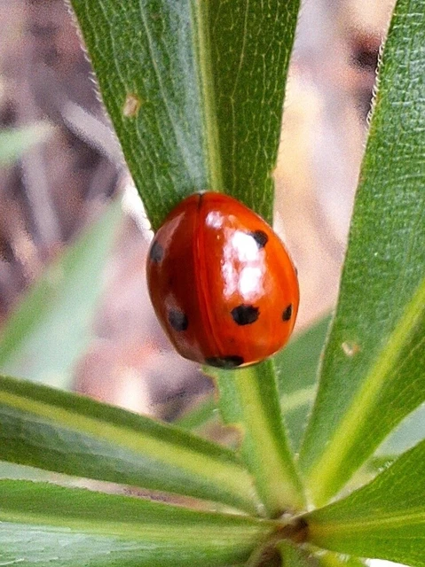 Coccinella septempunctata - hétpettyes katica