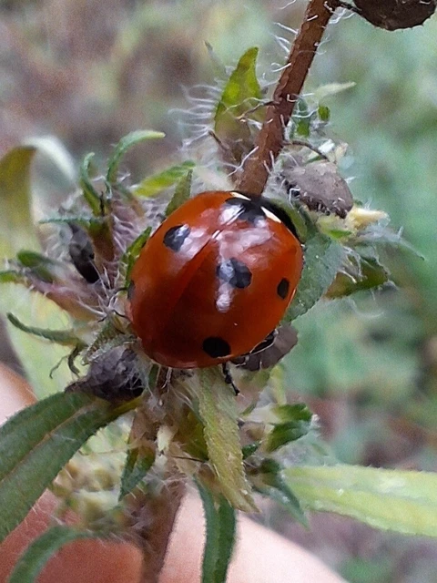 Coccinella septempunctata - hétpettyes katica