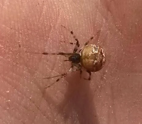 Araneae - Pókok