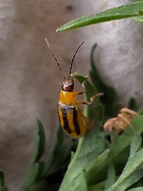 Diabrotica virgifera - amerikai kukoricabogár