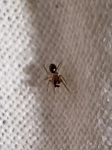 Araneae - Pókok