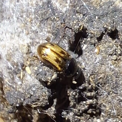 Aphodius distinctus - rajzos trágyabogár
