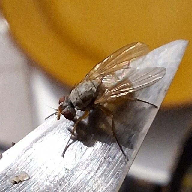 Diptera - Kétszárnyúak