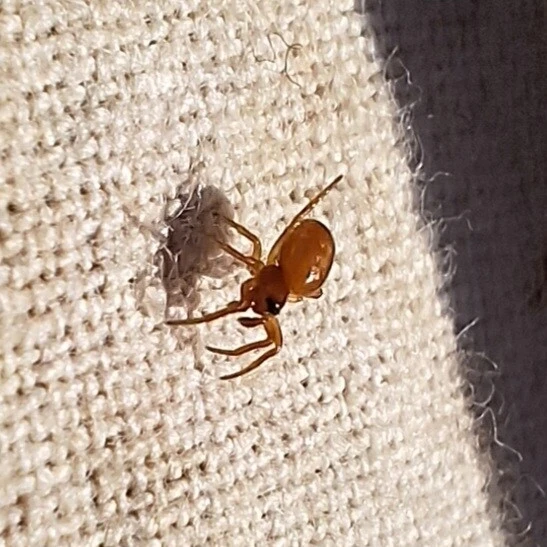 Araneae - Pókok