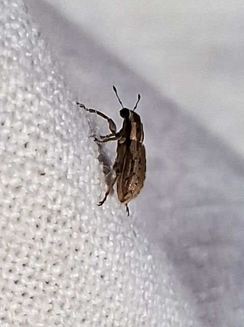 Sitona macularius - borsó-csipkézőbogár