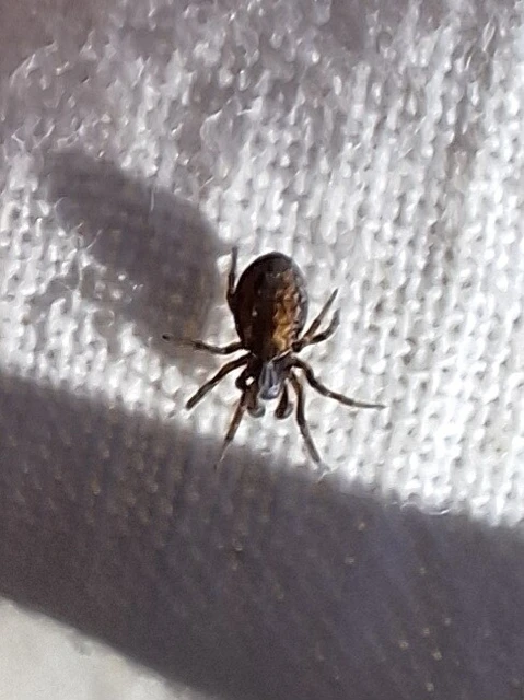 Araneae - Pókok