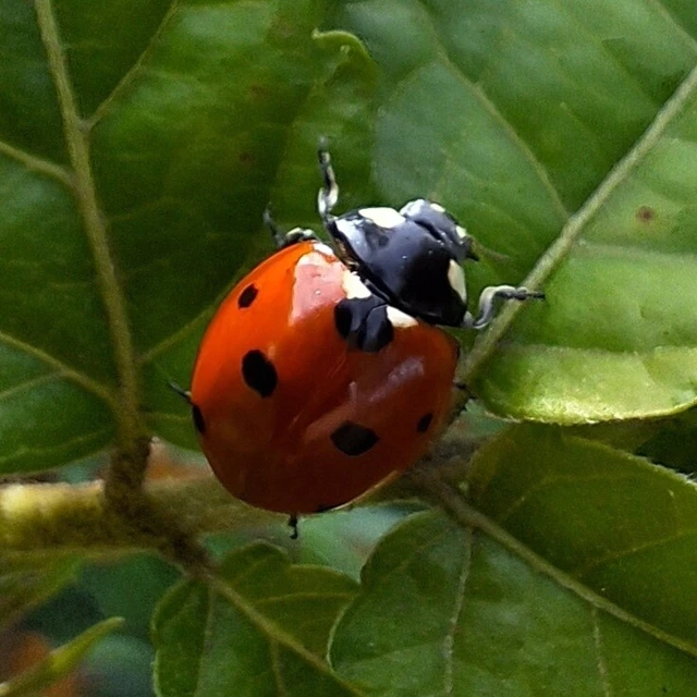 Coccinella septempunctata - hétpettyes katica