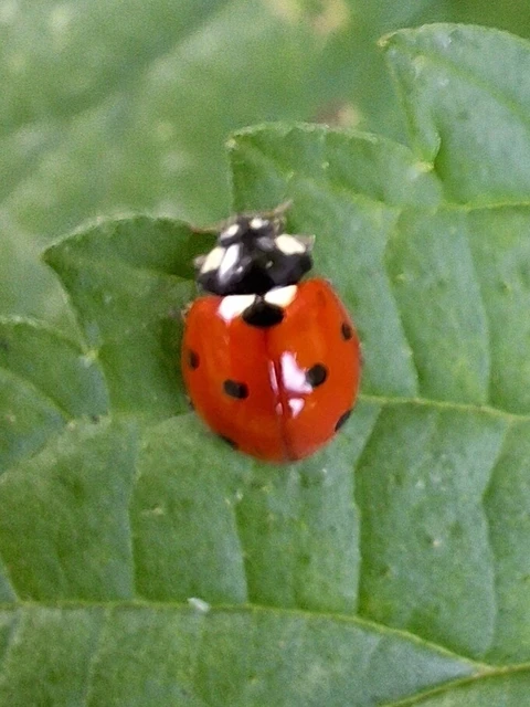 Coccinella septempunctata - hétpettyes katica
