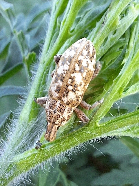 Cyphocleonus dealbatus - márványos barkó