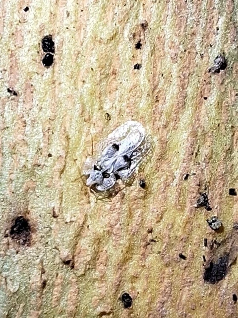 Corythucha ciliata - platán-csipkéspoloska
