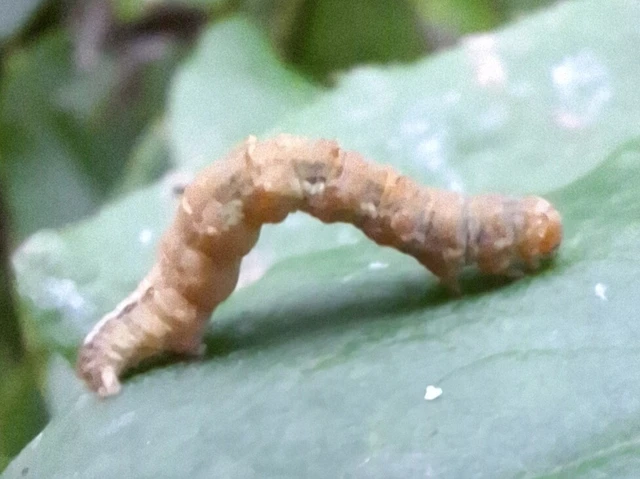 Pareulype berberata - sóskafa-tarkaaraszoló