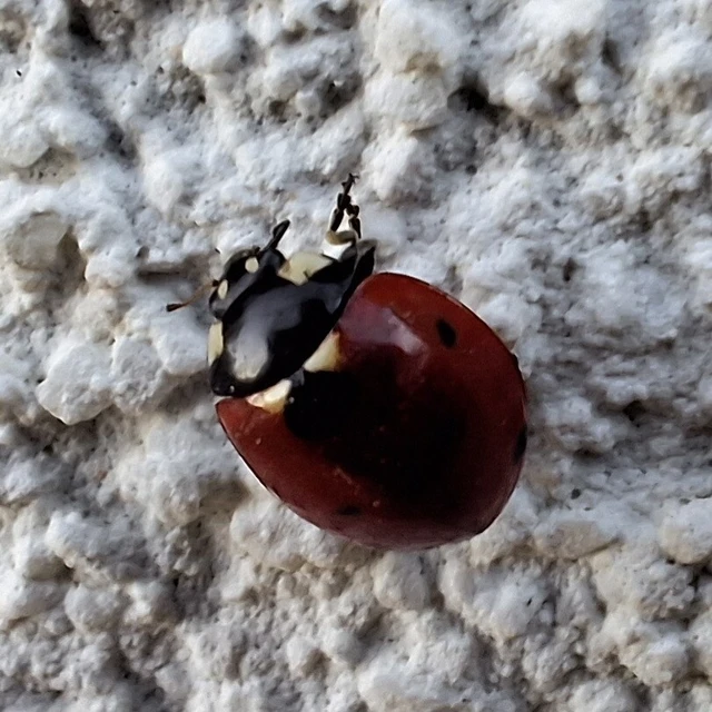 Coccinella septempunctata - hétpettyes katica