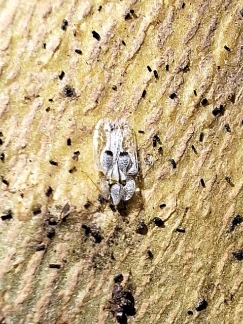 Corythucha ciliata - platán-csipkéspoloska