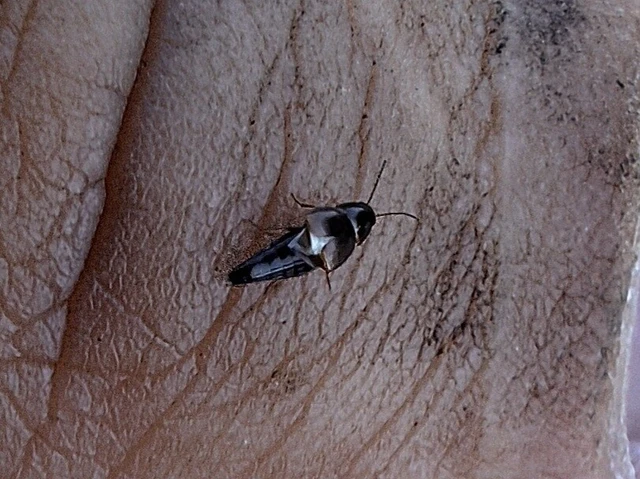 Tachinus