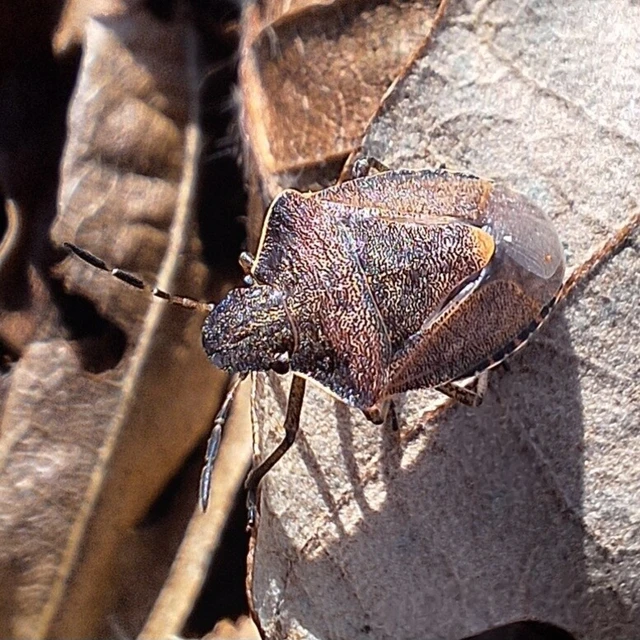 Peribalus strictus - tavaszi címerespoloska